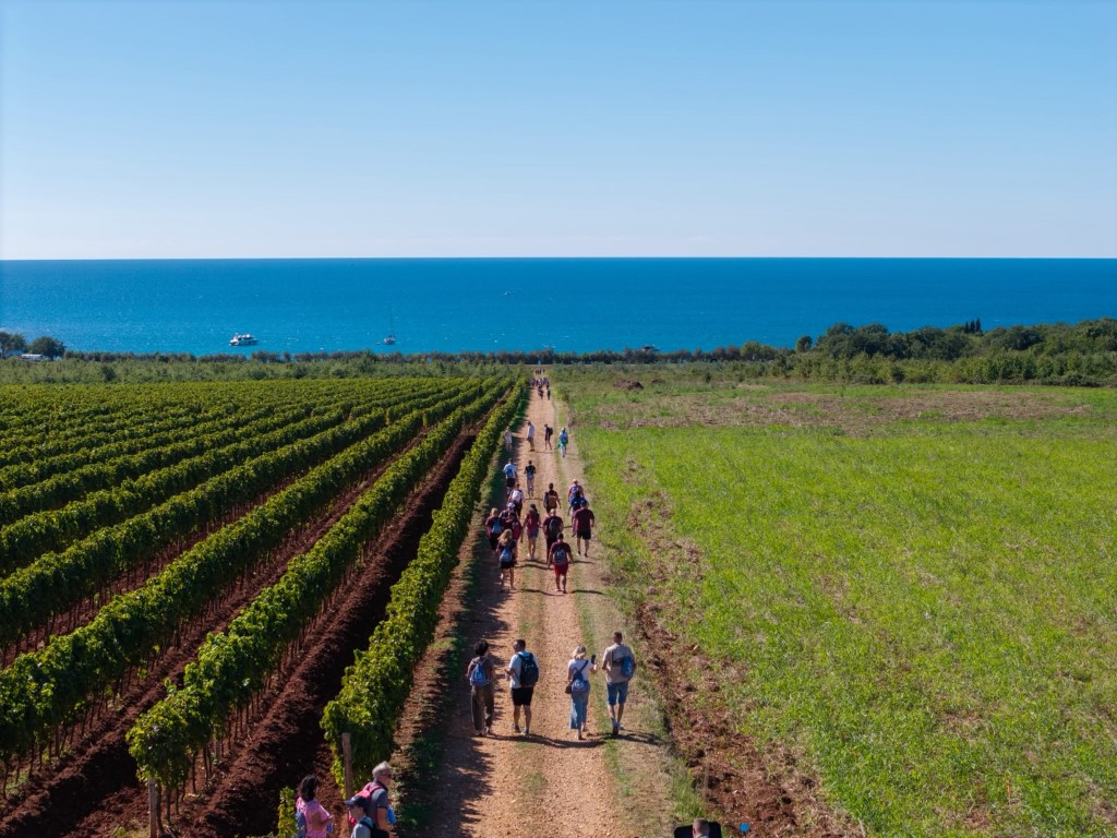 Wine & Walk by the Sea spojio vrhunska vina, istarske okuse i najljepše krajolike Novigrada